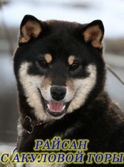 picture of dog