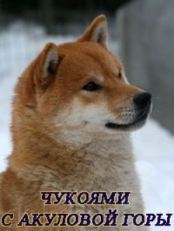 picture of dog
