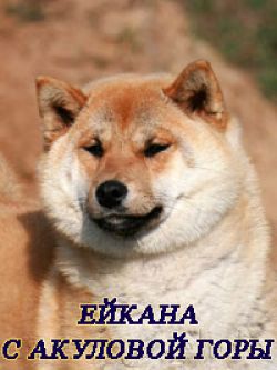picture of dog