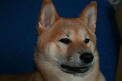 picture of dog