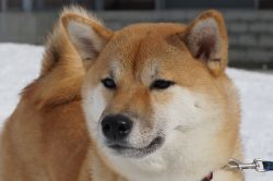 picture of dog