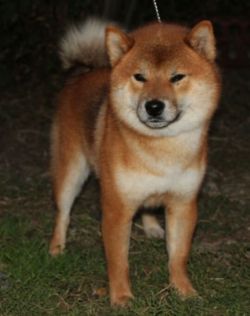 picture of dog