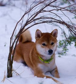 picture of dog