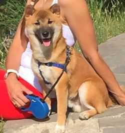 picture of dog
