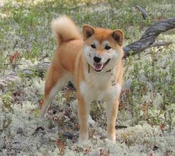 picture of dog