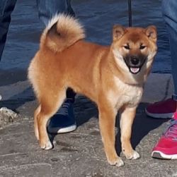 picture of dog