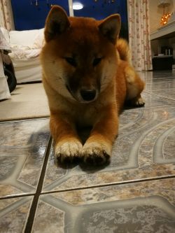 picture of dog