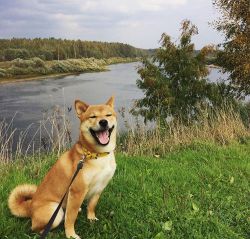 picture of dog