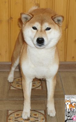 picture of dog