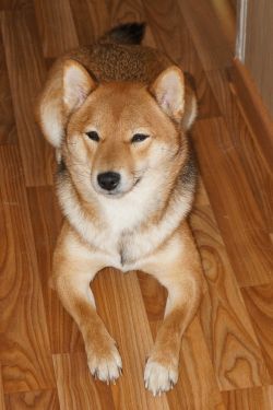 picture of dog