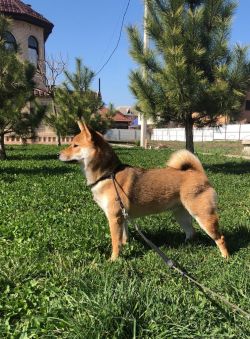 picture of dog