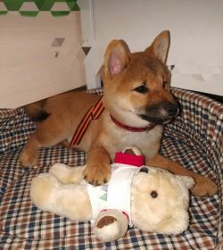 picture of dog