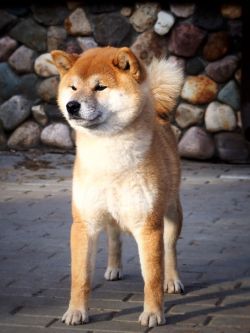 picture of dog