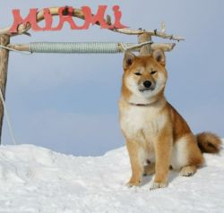 picture of dog
