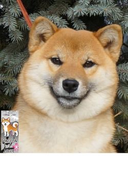 picture of dog