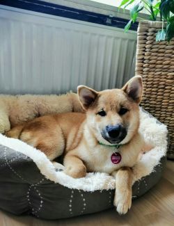 picture of dog
