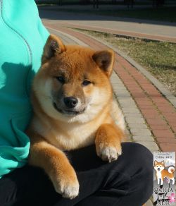 picture of dog