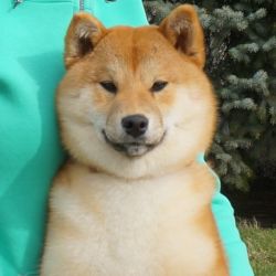 picture of dog