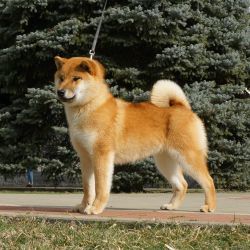 picture of dog