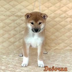 picture of dog