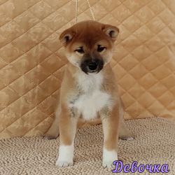 picture of dog