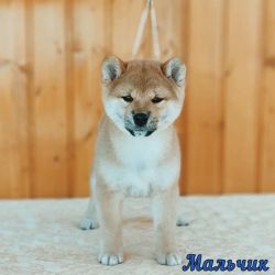 picture of dog