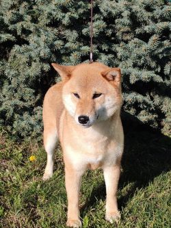 picture of dog