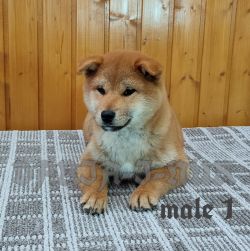 picture of dog