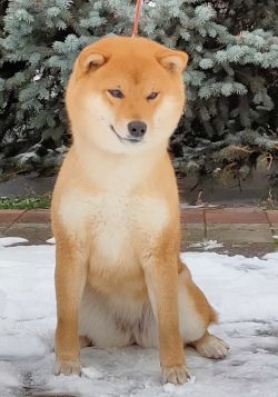 picture of dog