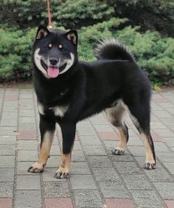 picture of dog
