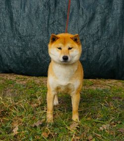 picture of dog
