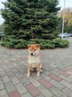 picture of dog