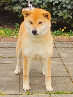 picture of dog