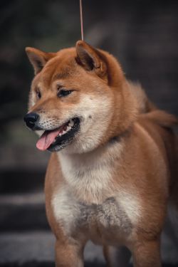 picture of dog