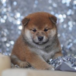 picture of dog