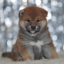 picture of dog