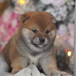 picture of dog
