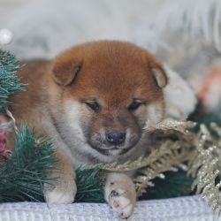 picture of dog