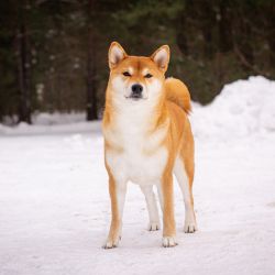 picture of dog