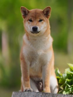 picture of dog