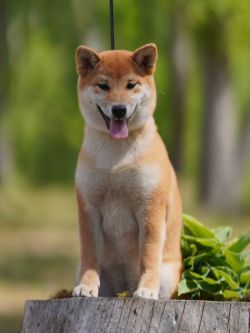 picture of dog