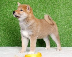picture of dog