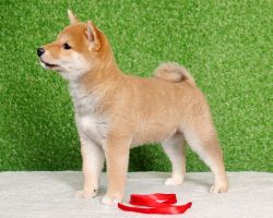 picture of dog