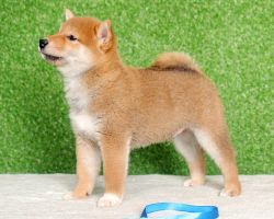 picture of dog