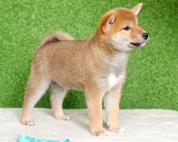 picture of dog