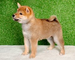 picture of dog