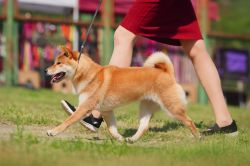 picture of dog