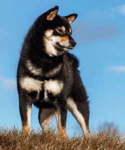 picture of dog