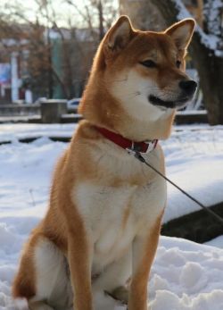 picture of dog