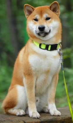 picture of dog